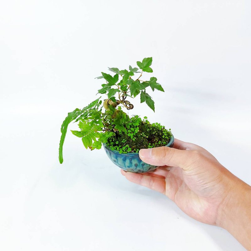 【秋冬季盆栽】野趣小品唐枫・トウカエデ - 植栽/盆栽 - 植物．花 