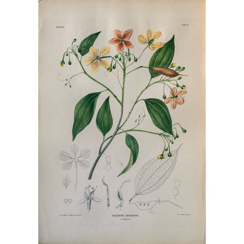 素心花藤 Bauhinia Kockiana - 植物图鉴-版画 - 海报/装饰画/版画 - 纸 
