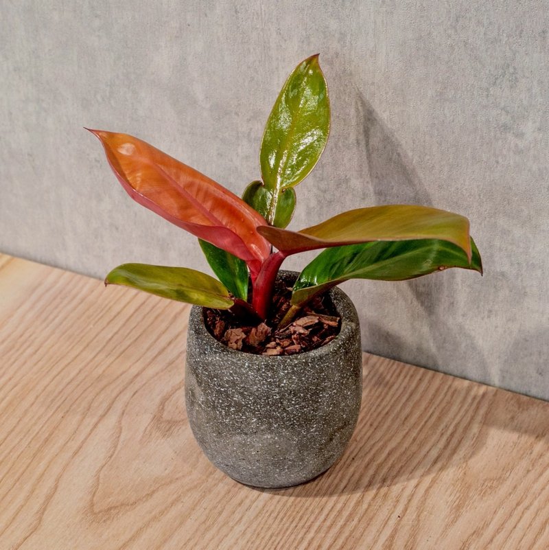 红帝王蔓绿绒 桌上型水泥盆栽 观叶植物 礼物 盆栽 交换礼物 植物 - 植栽/盆栽 - 植物．花 灰色