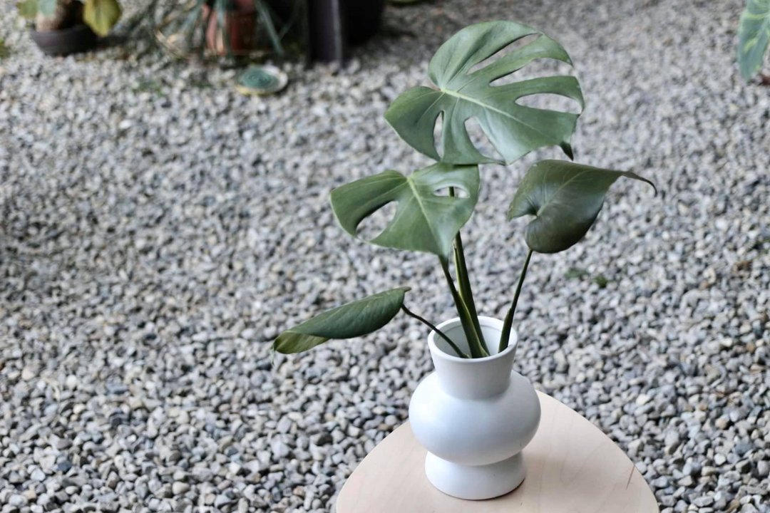 水培植栽│龟背芋_室内植物 办公室盆栽  店内摆设 - 植栽/盆栽 - 陶 
