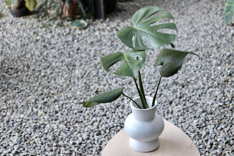 水培植栽│龟背芋_室内植物 办公室盆栽  店内摆设 - 植栽/盆栽 - 陶 