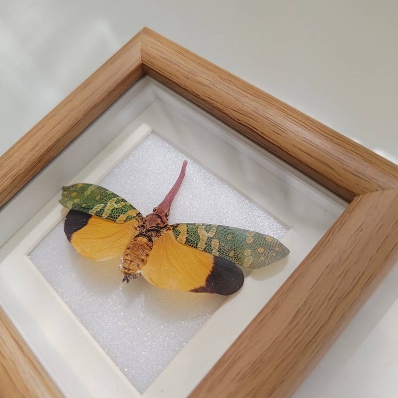 在树梢与果实共眠 - 龙眼鸡 | 蝴蝶、蝉标本 - 摆饰 - 其他材质 咖啡色