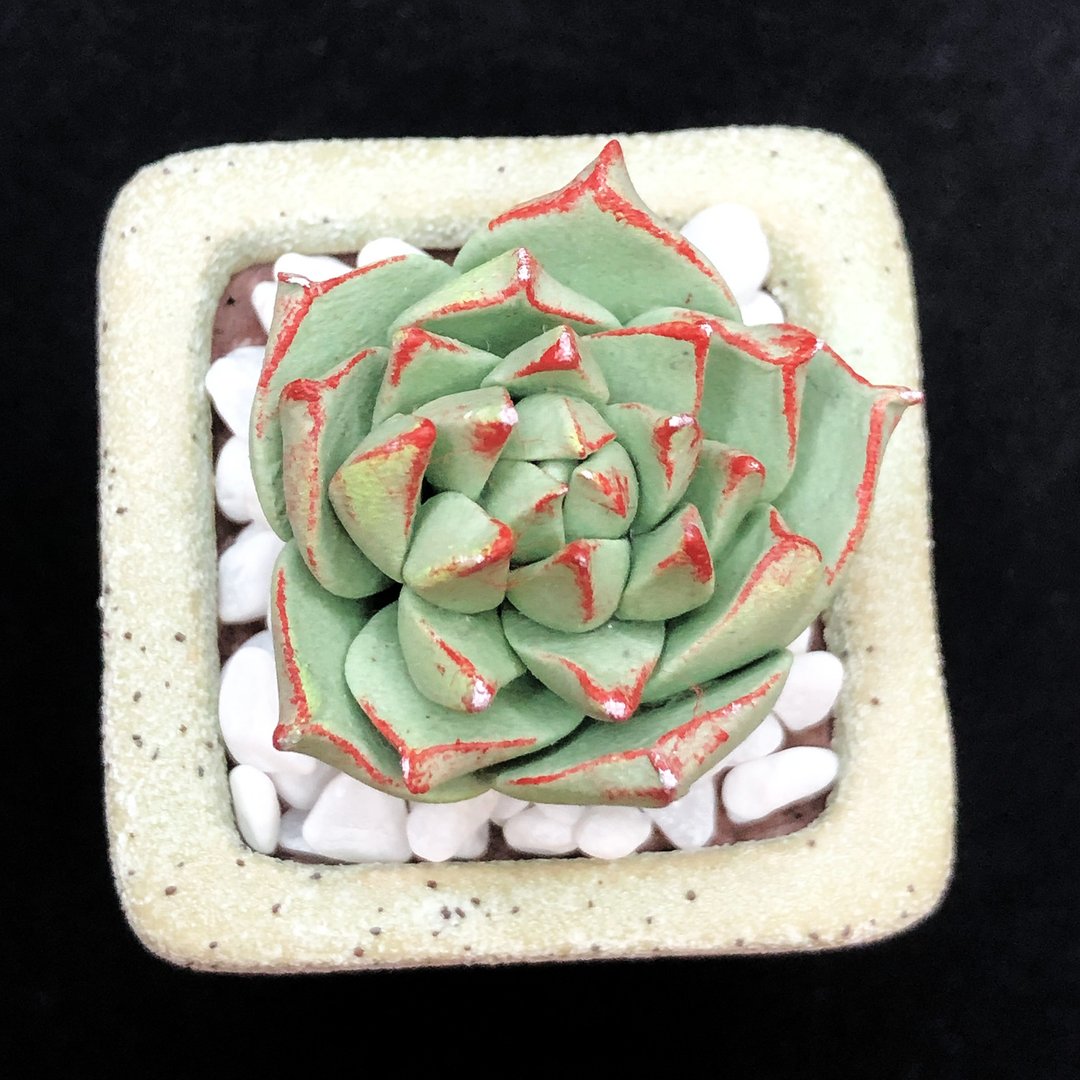 黏土多肉植物 — 花月夜Echeveria Purelinze - 植栽/盆栽 - 粘土 