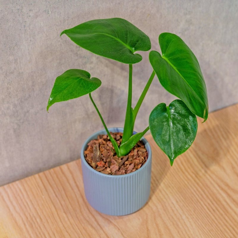 龟背芋 莫兰迪色系直纹陶盆 室内植物 观叶植物 礼物 盆栽 - 植栽/盆栽 - 植物．花 蓝色