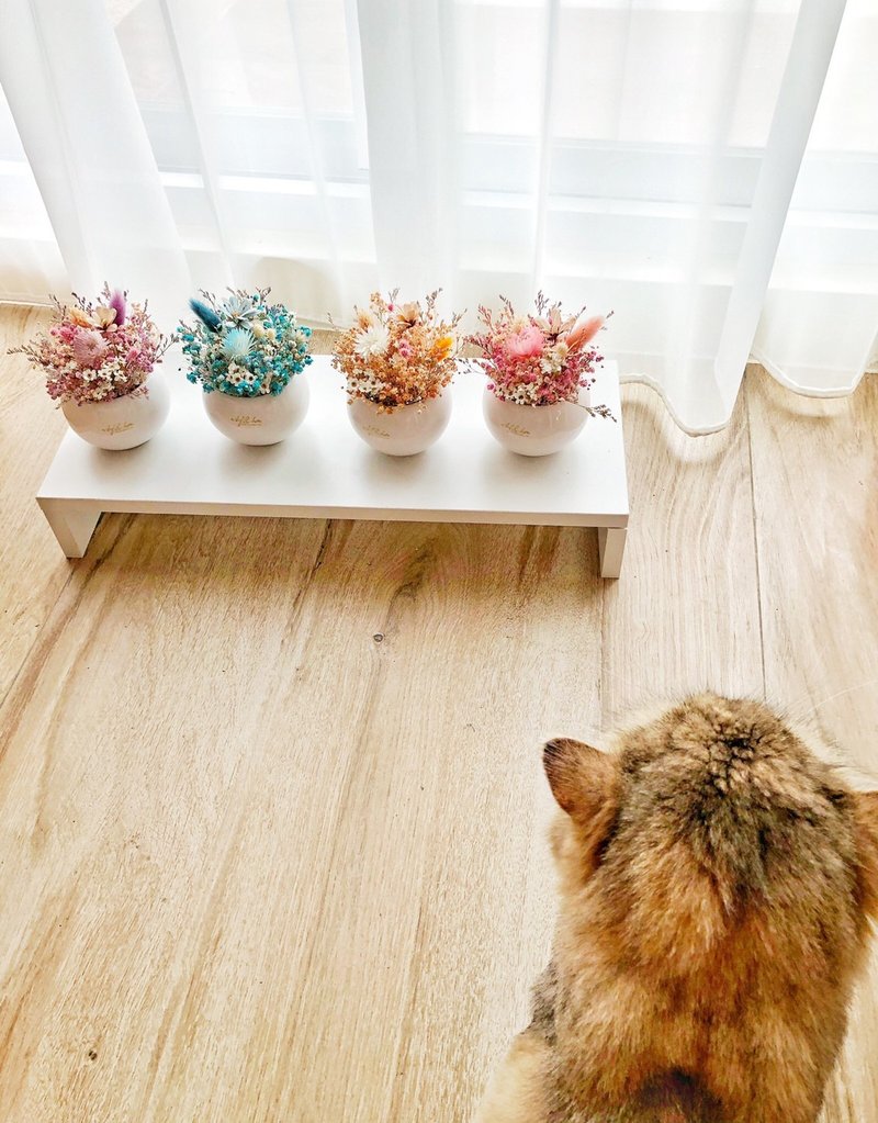 wbfxhm /  m&m彩虹糖 掌上型 干燥桌花 - 干燥花/捧花 - 植物．花 多色