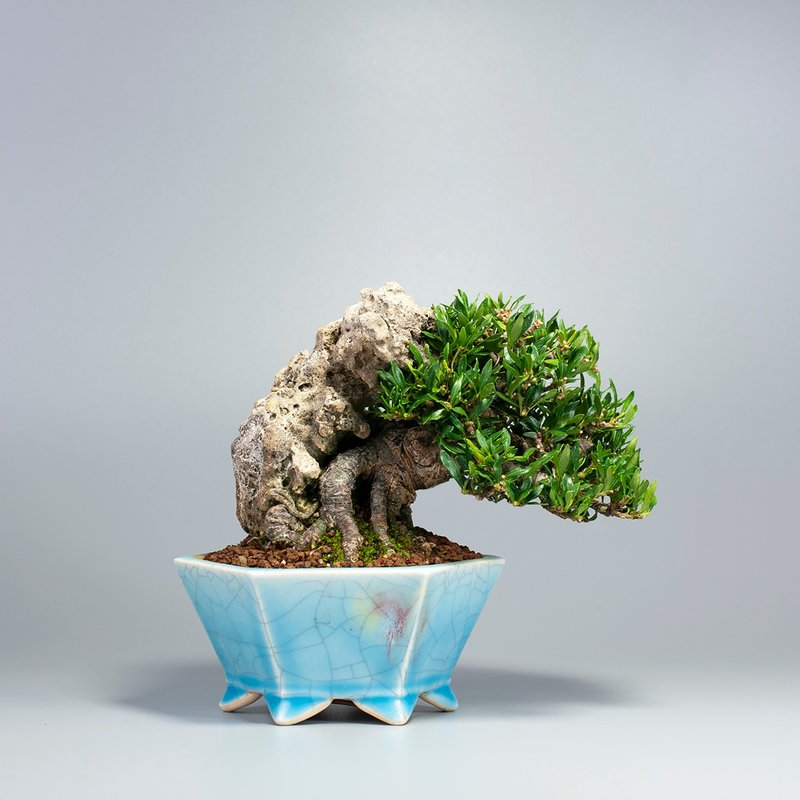 【附石盆景】绿意盆景 送礼推荐 精致盆景 - 植栽/盆栽 - 植物．花 
