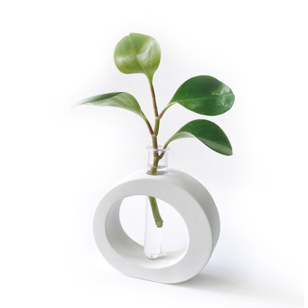 纯灰系列 | 圆叶椒草 室内水培植栽 圆圈水泥水耕花架 - 植栽/盆栽 - 植物．花 灰色