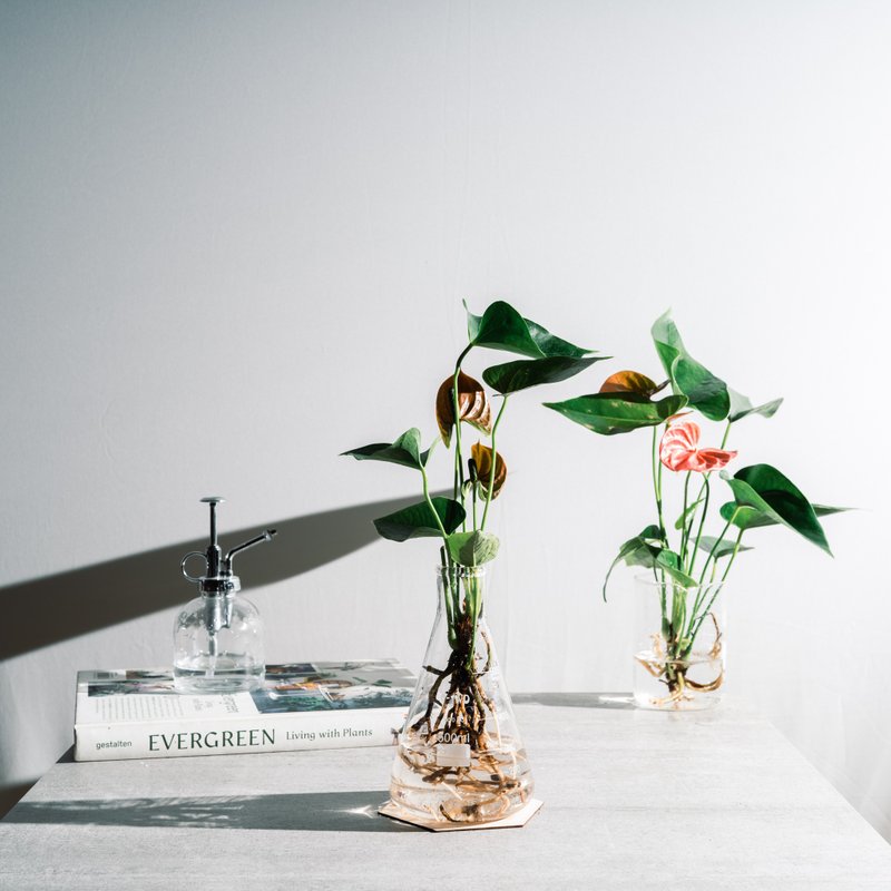 水火交加 - 火鹤的水耕盆景 - 植栽/盆栽 - 玻璃 绿色