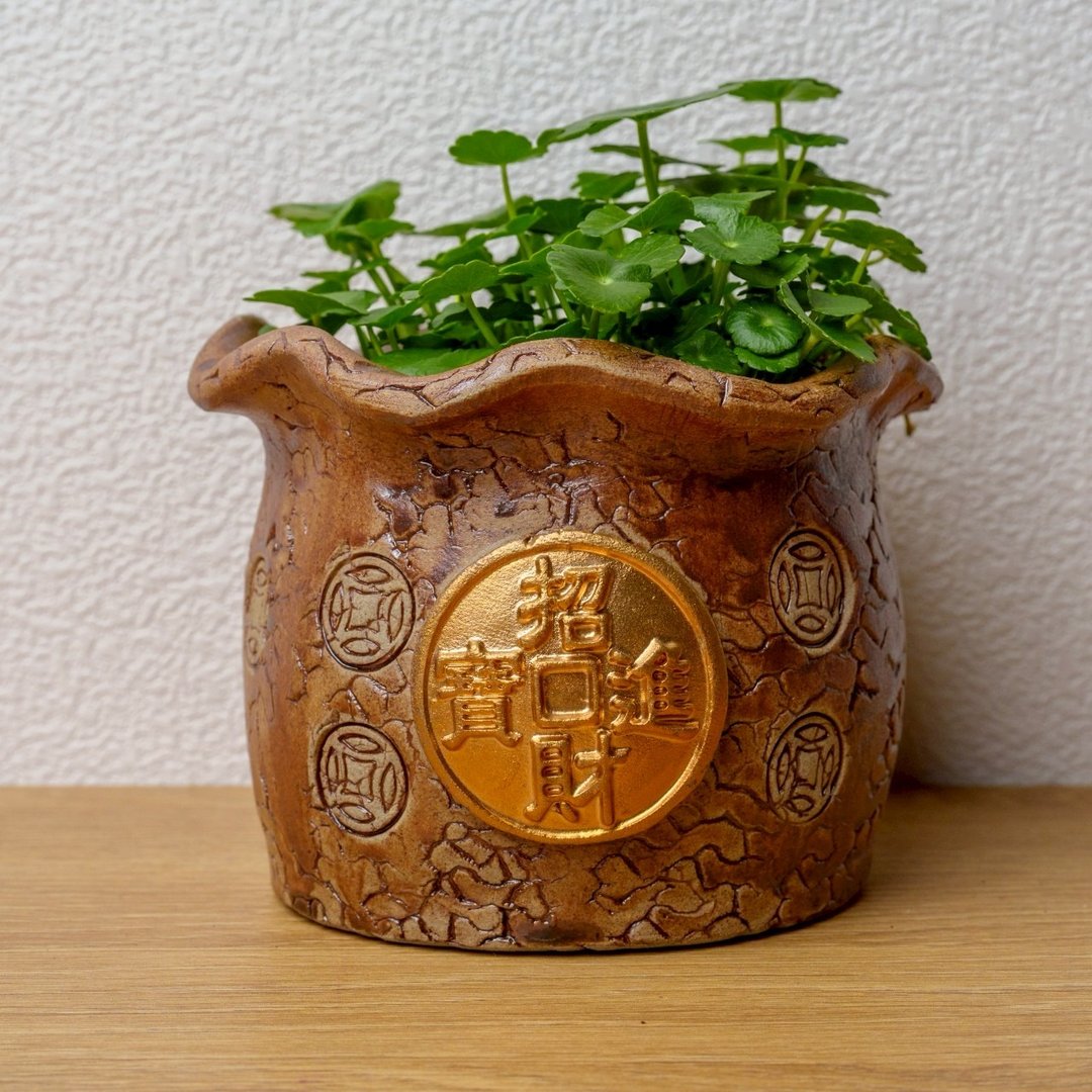 招财进宝钱币草水耕盆栽 铜钱草 金钱草 - 植栽/盆栽 - 陶 咖啡色