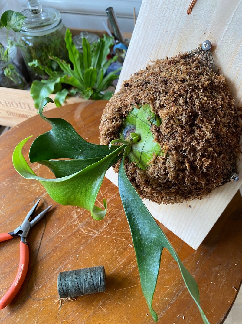 企业团体课程 | 鹿角蕨上板手作体验_台北手作课程 - 植栽 - 植物．花 