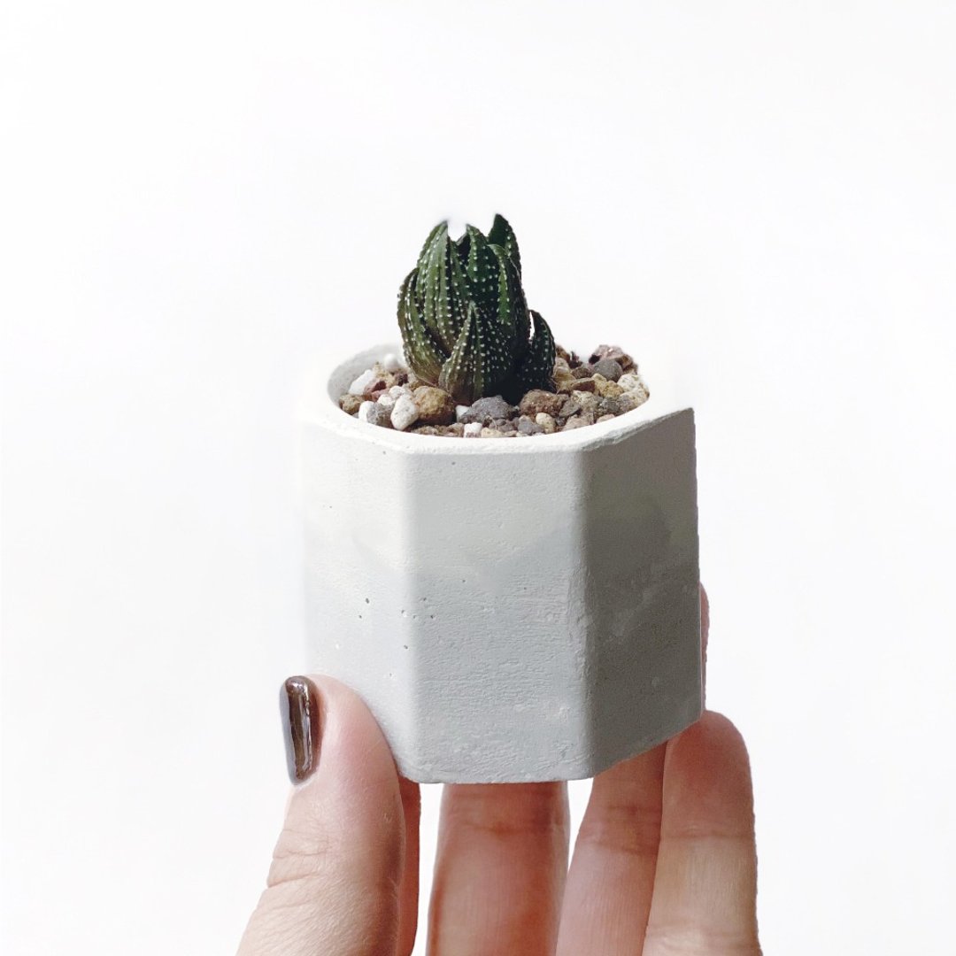 (预购) 白灰渐层系列 | 九轮塔 小八角形渐层水泥多肉植栽 - 植栽/盆栽 - 植物．花 灰色