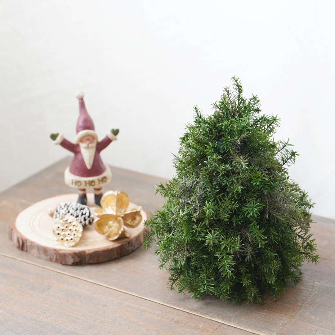 【DIY材料包】自己动手装饰永生雪松圣诞树 / 附简易说明书电子 - 植栽 - 植物．花 