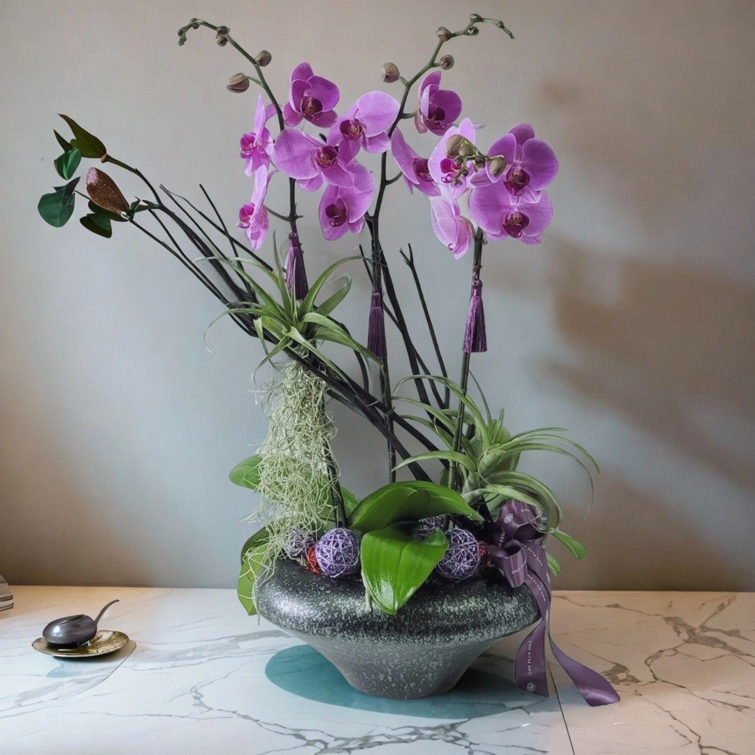 格兰花店 - 马卡龙大花蝴蝶兰3棵 GF00171 - 植栽/盆栽 - 植物．花 
