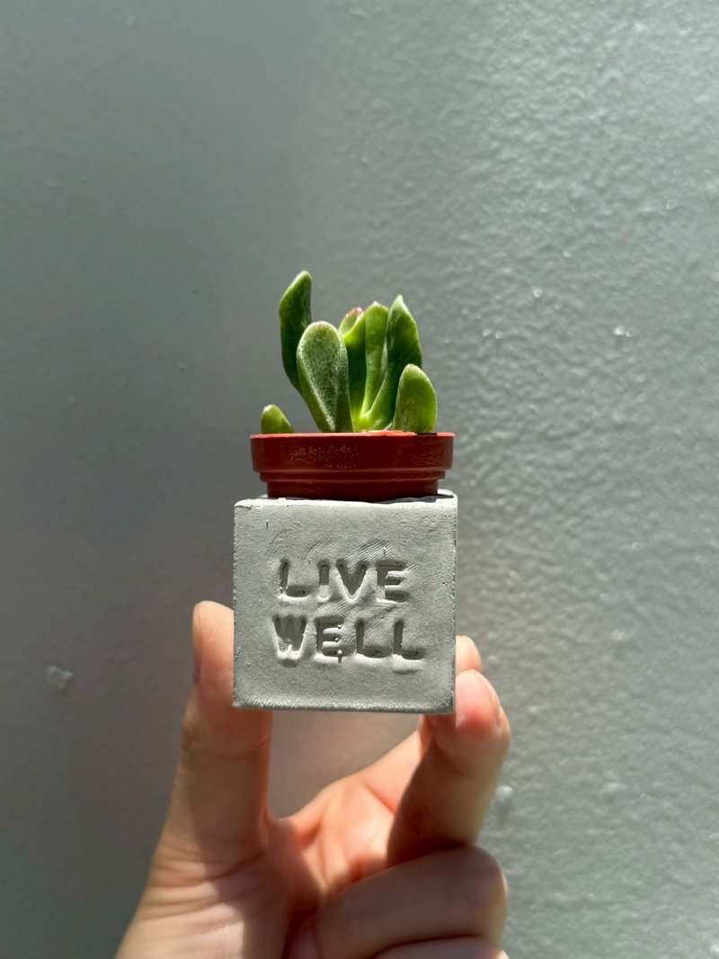 Live Well(活得精采)~!多肉磁铁盆栽 - 植栽/盆栽 - 水泥 灰色