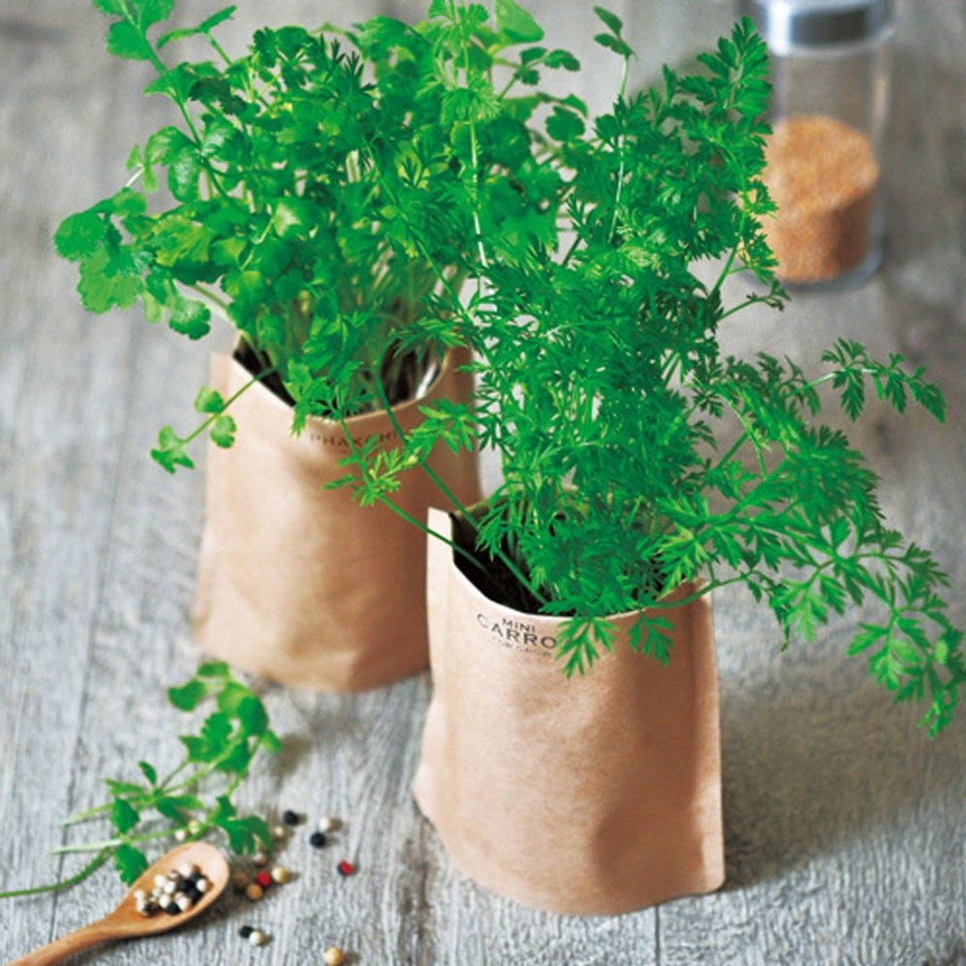 【秋季推荐】Grow Soup 简易食材系列植栽盆器 / 野菜浓汤 (两款) - 植栽/盆栽 - 纸 咖啡色