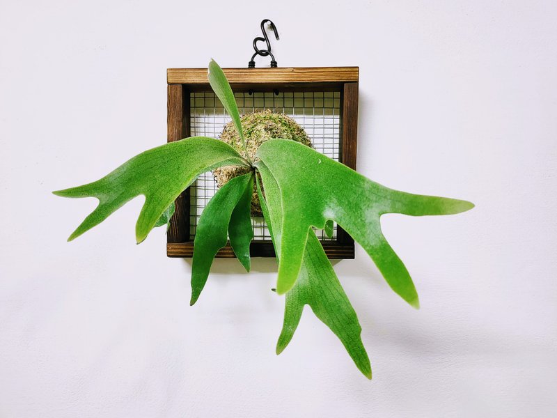 二歧鹿角蕨 - 植栽/盆栽 - 植物．花 绿色