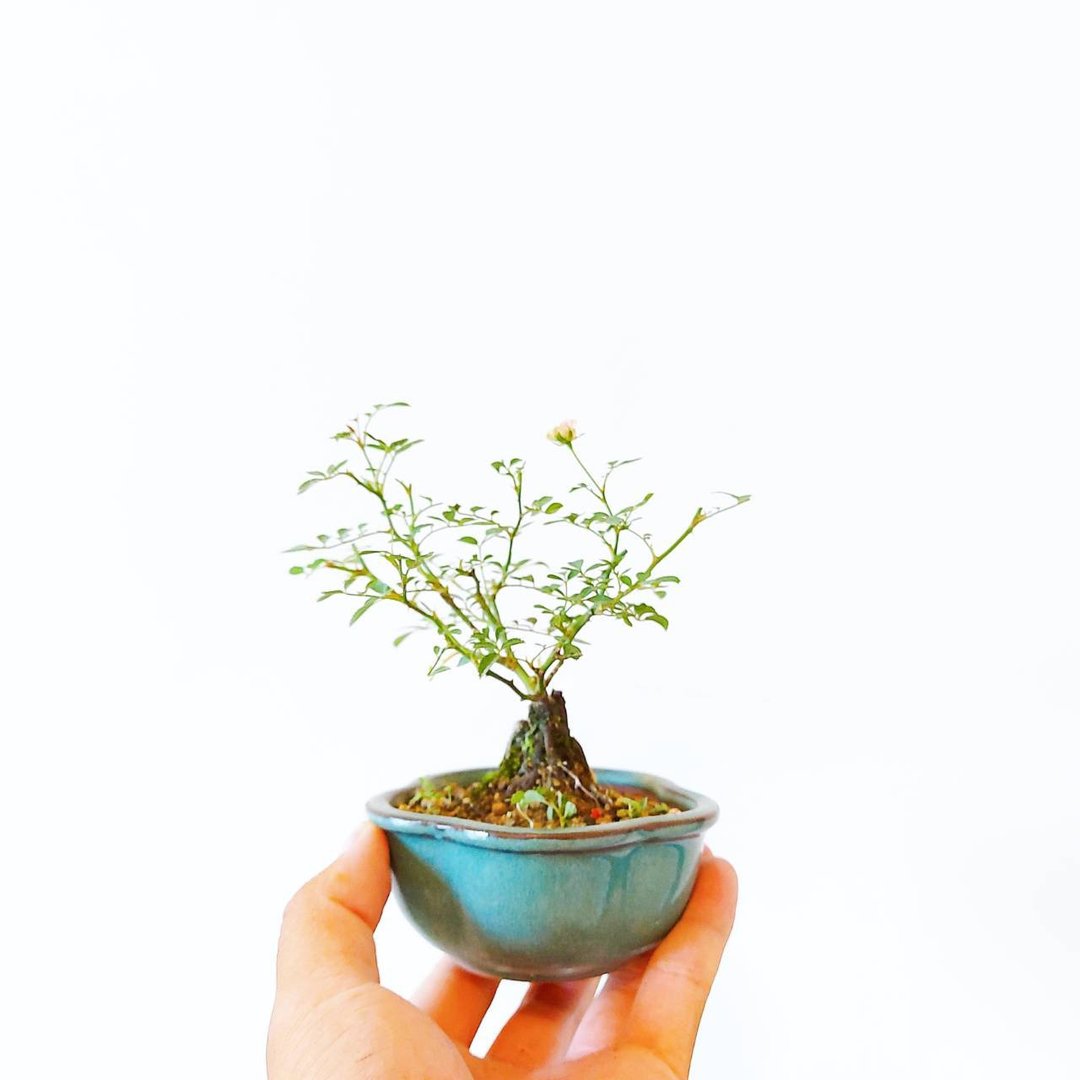 小品盆栽・须惠姬月季・姫バラ - 植栽/盆栽 - 植物．花 