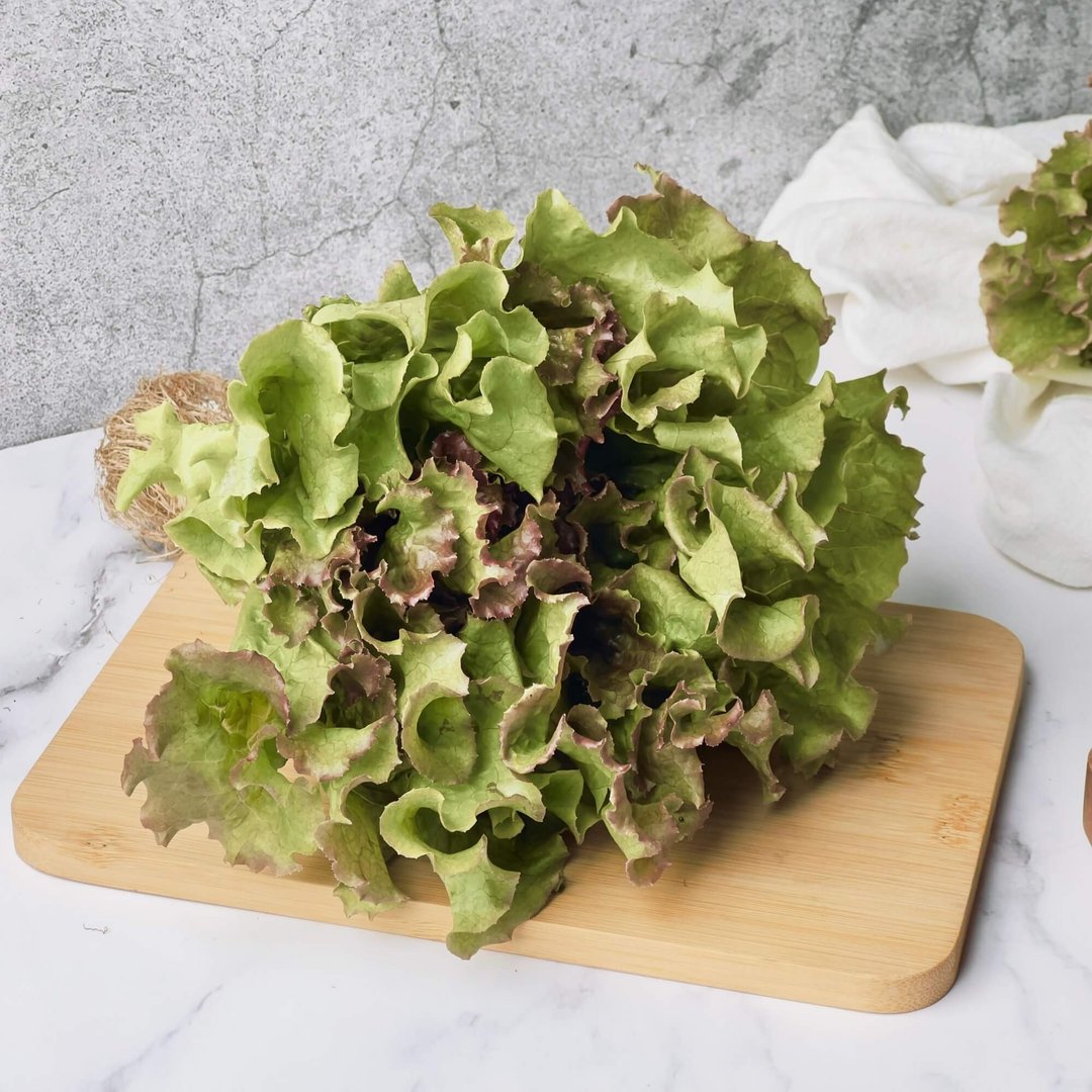 【绿十水耕生菜】红皱叶150g、生菜、沙拉、莴苣、水耕蔬菜 - 其他 - 新鲜食材 