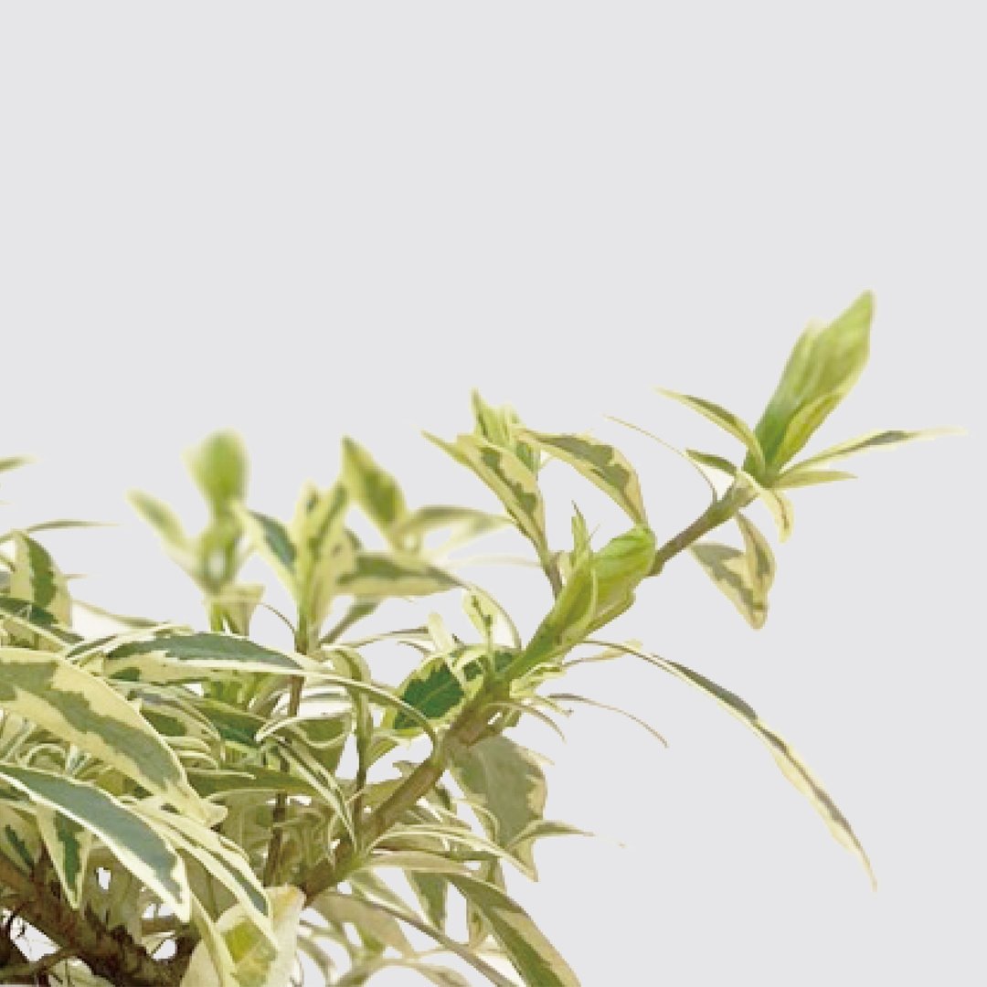 │ 方盆系列 │斑叶栀子花 - 开花花香 斑叶 水耕植物 室内盆栽 - 植栽/盆栽 - 植物．花 