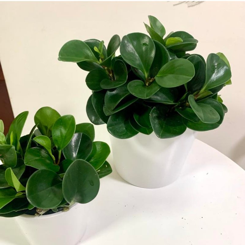 水培植栽│ 大小盆圆叶椒草_招财纳福 圆叶金钱树 室内植物 - 植栽/盆栽 - 陶 