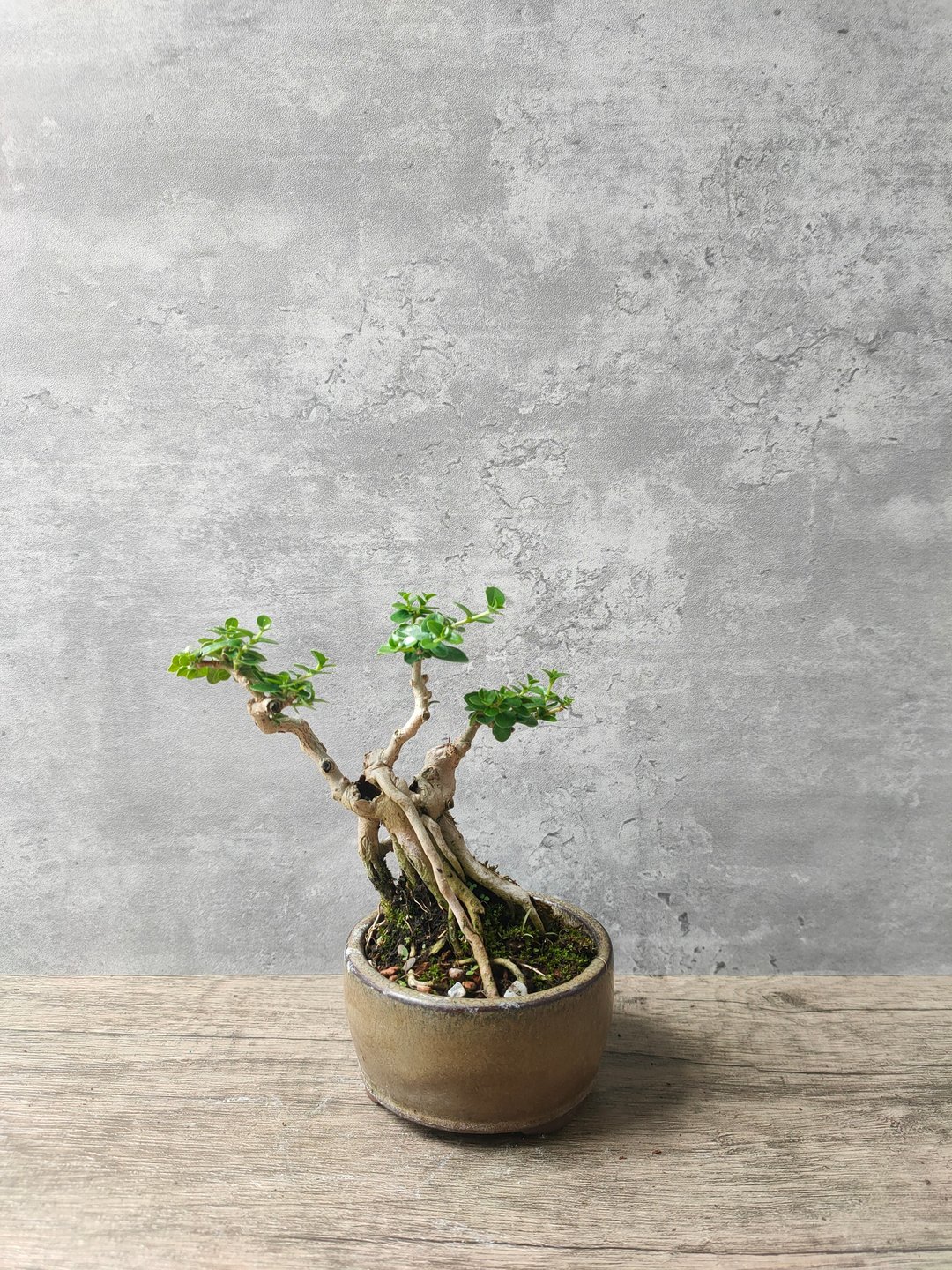 露根寿娘子 - 植栽/盆栽 - 植物．花 