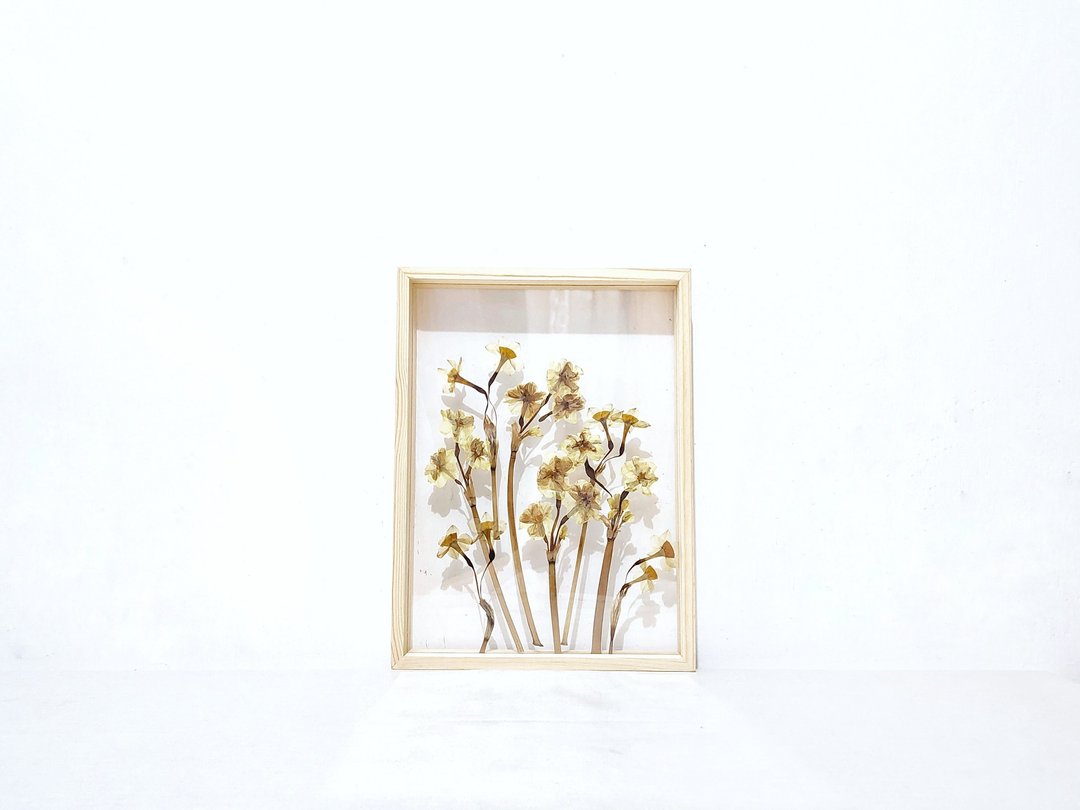 【年花摆设】年花押花 真花压花 水仙 daffodil/ A4 - 摆饰 - 植物．花 黄色