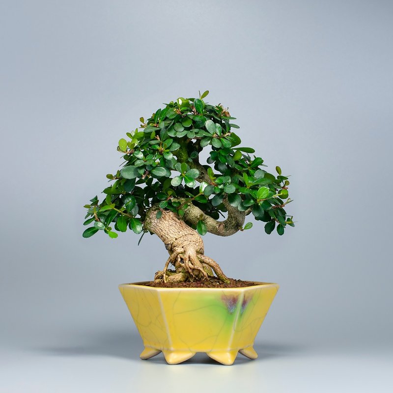 【花果植物】小叶牛港刺 小品盆景 居家摆设 - 植栽/盆栽 - 植物．花 