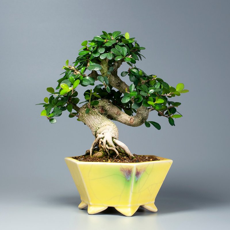 【花果植物】小叶牛港刺 小品盆景 居家摆设 - 植栽/盆栽 - 植物．花 