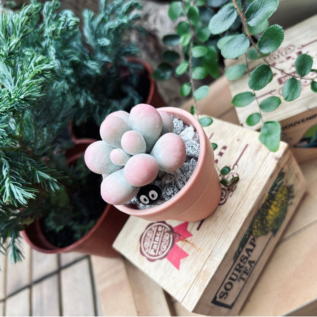 多肉下午茶 黏土 手作 微型多肉植物 - 摆饰 - 植物．花 
