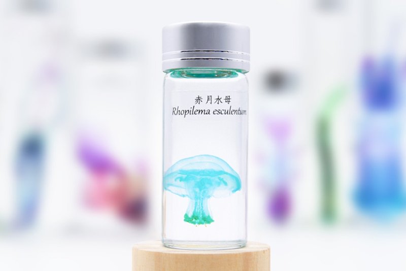 透明生物标本 - 赤月水母 Rhopilema esculentum (大) - 摆饰 - 玻璃 