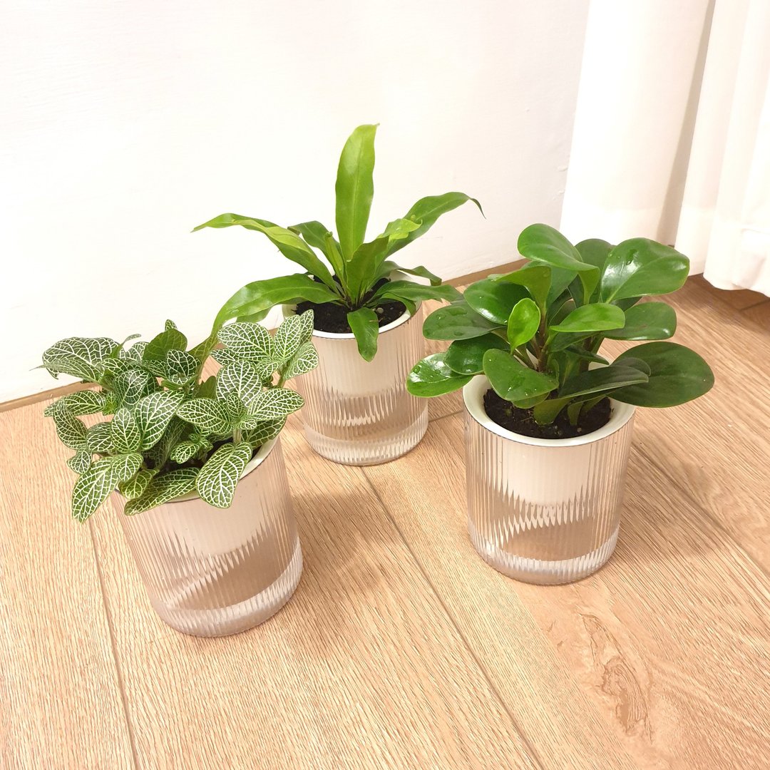 植栽 室内盆栽 猫咪友善植物 三盆植物组合 - 植栽/盆栽 - 塑料 绿色