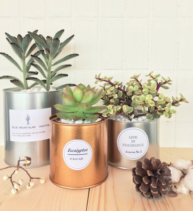 (盆栽) 多肉香氛 Succulent Fragrance - 植栽/盆栽 - 其他金属 