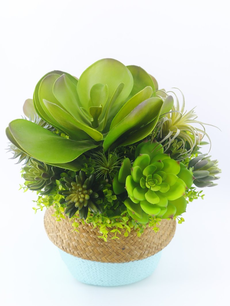 自然风格唐印多肉藤篮 包邮专人配送限双北市 其余地区需补运费 - 植栽/盆栽 - 其他材质 绿色