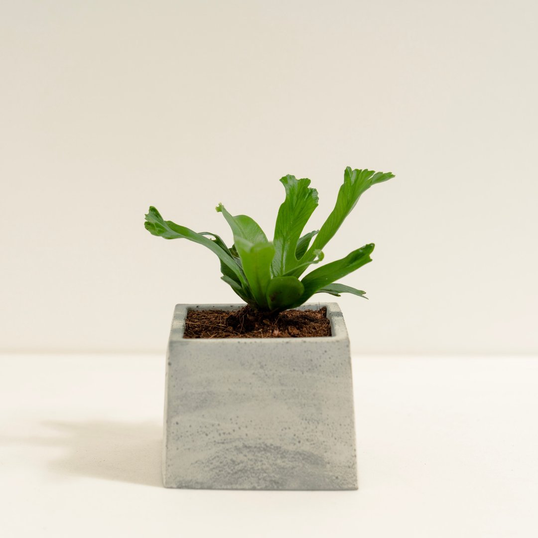 鹿角山苏│泥作系列│福所栽 - 植栽/盆栽 - 水泥 绿色
