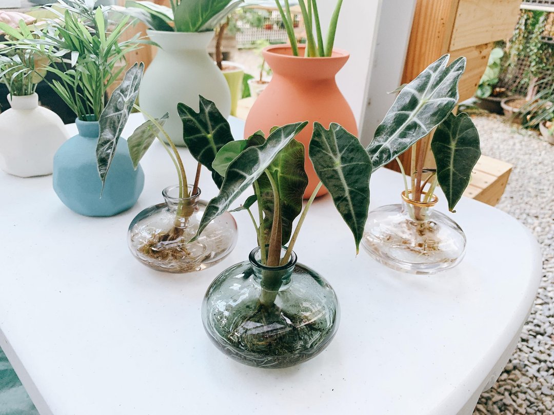 水培植栽│黑叶观音莲_室内植物 办公室盆栽 店内摆设 送礼 - 植栽/盆栽 - 玻璃 