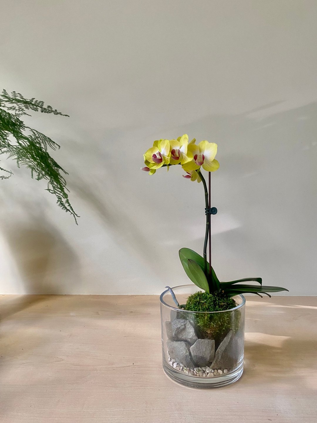 放慢生活 | 山岚野趣苔球 - 植栽 - 植物．花 