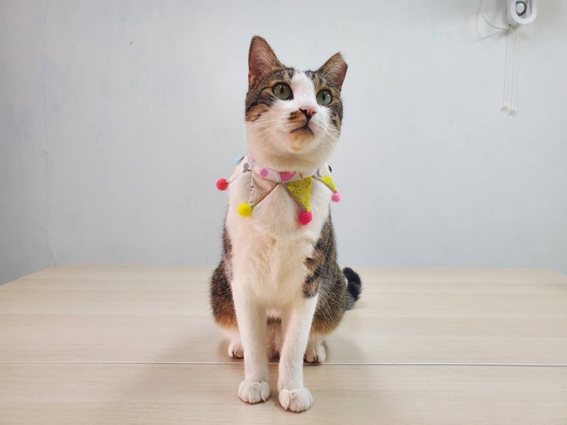 新竹手作体验课程—毛小孩项圈/宠物项圈 月亮虾饼球球款 双面戴 - 编织/羊毛毡/布艺 - 棉．麻 