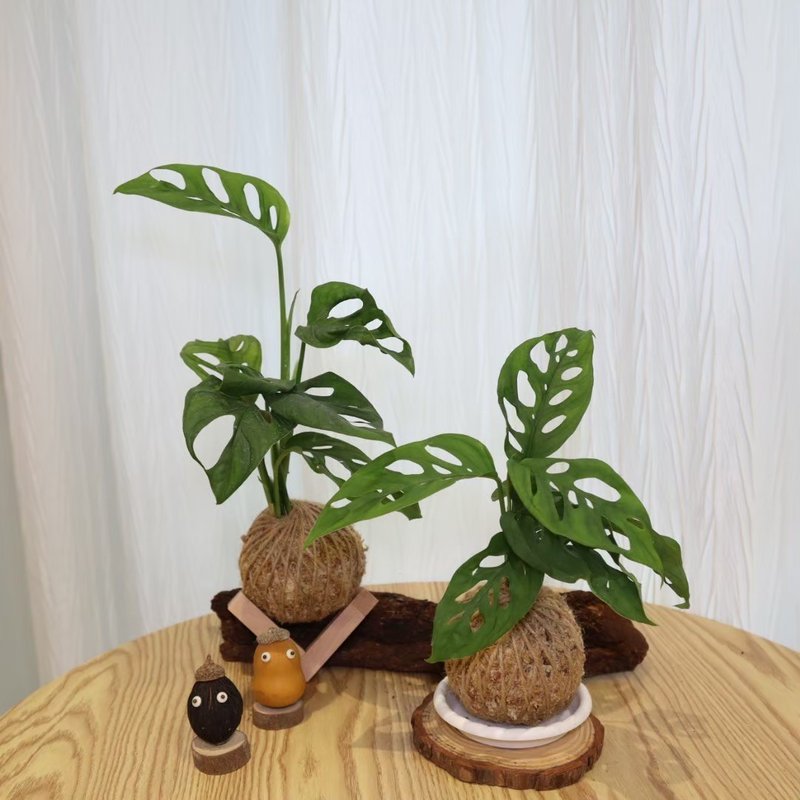 |洞洞蔓绿绒、穿孔龟背芋苔球| 赠送塑胶底座 / 植男人绅 - 植栽/盆栽 - 植物．花 绿色