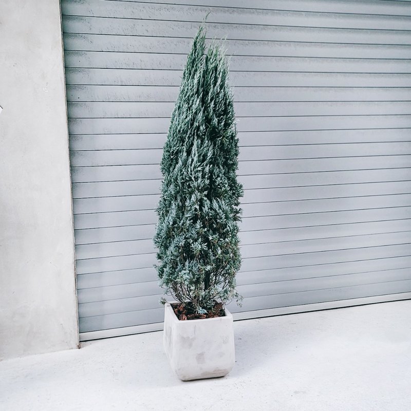 浓情家族大圣诞树 - 植栽/盆栽 - 植物．花 