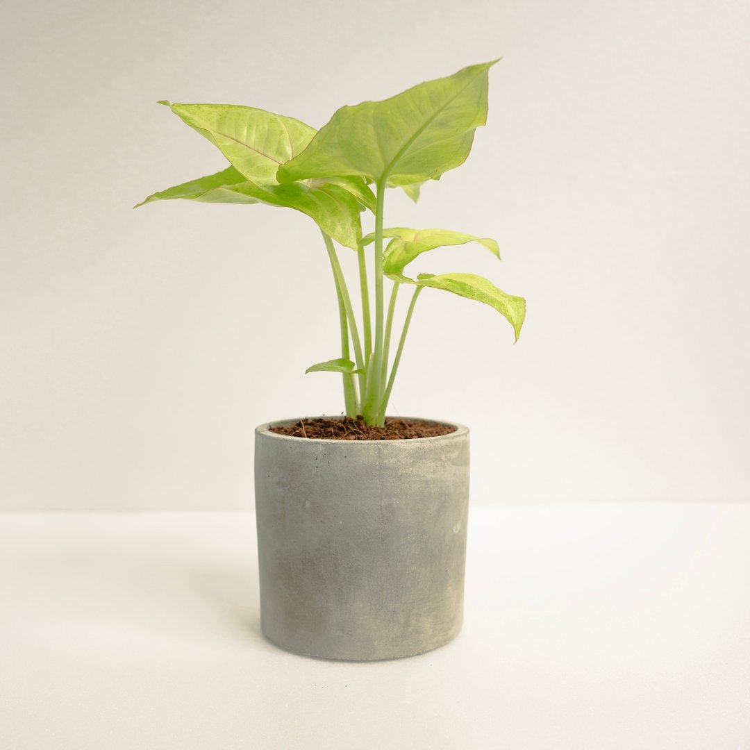 金玉合果芋│泥作系列│福所栽 - 植栽/盆栽 - 水泥 黄色