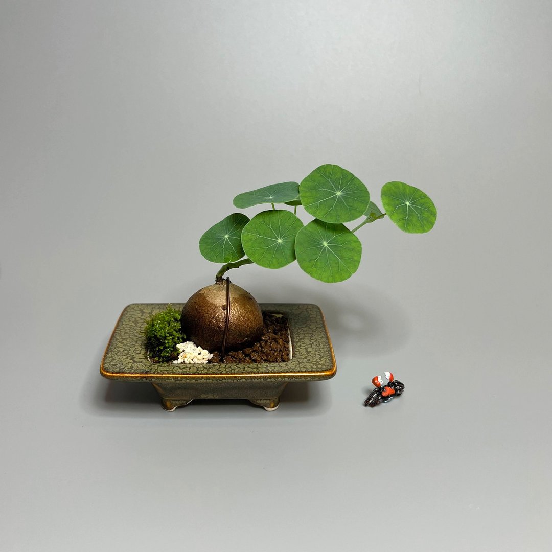 圆叶山乌龟 B∣球根迷你山野草 微景盆栽 - 植栽/盆栽 - 陶 