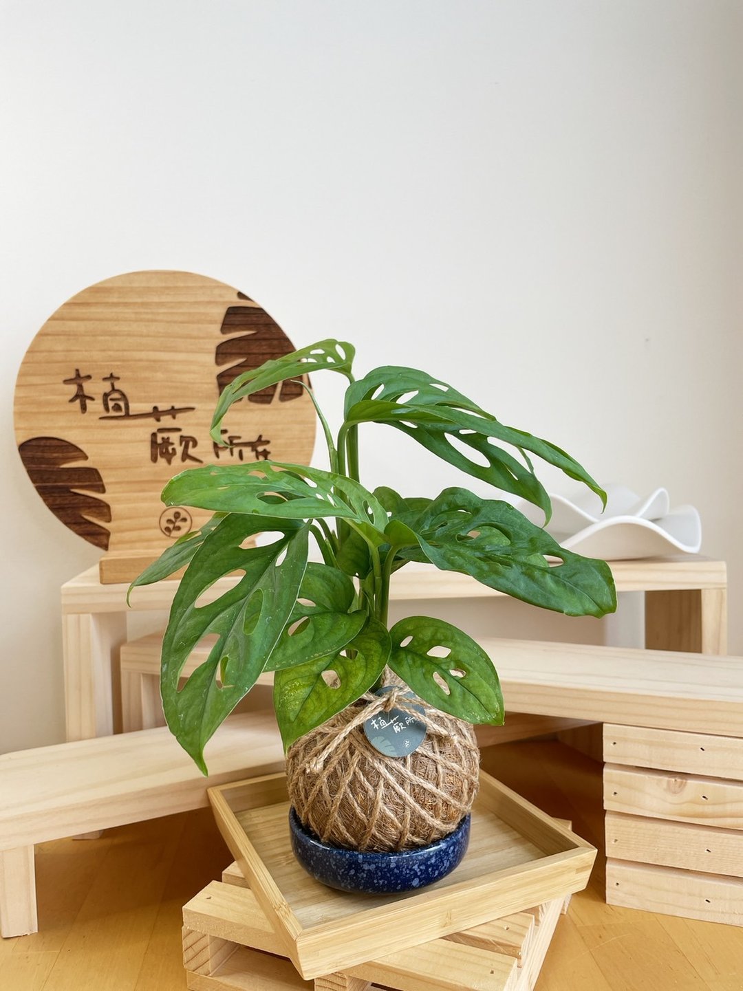 洞洞蔓绿绒 水苔球 观叶植物 室内植物 居家摆设 - 植栽/盆栽 - 植物．花 