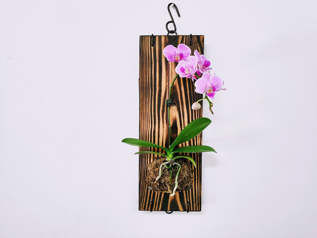 兰花板植│居家装饰│室内植物 - 植栽/盆栽 - 植物．花 多色