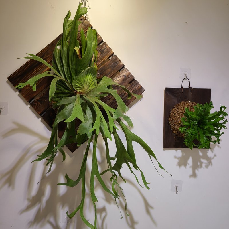 超大鹿角蕨    开店贺礼 新居落成 质感超好 居家小雨林 - 植栽/盆栽 - 植物．花 绿色