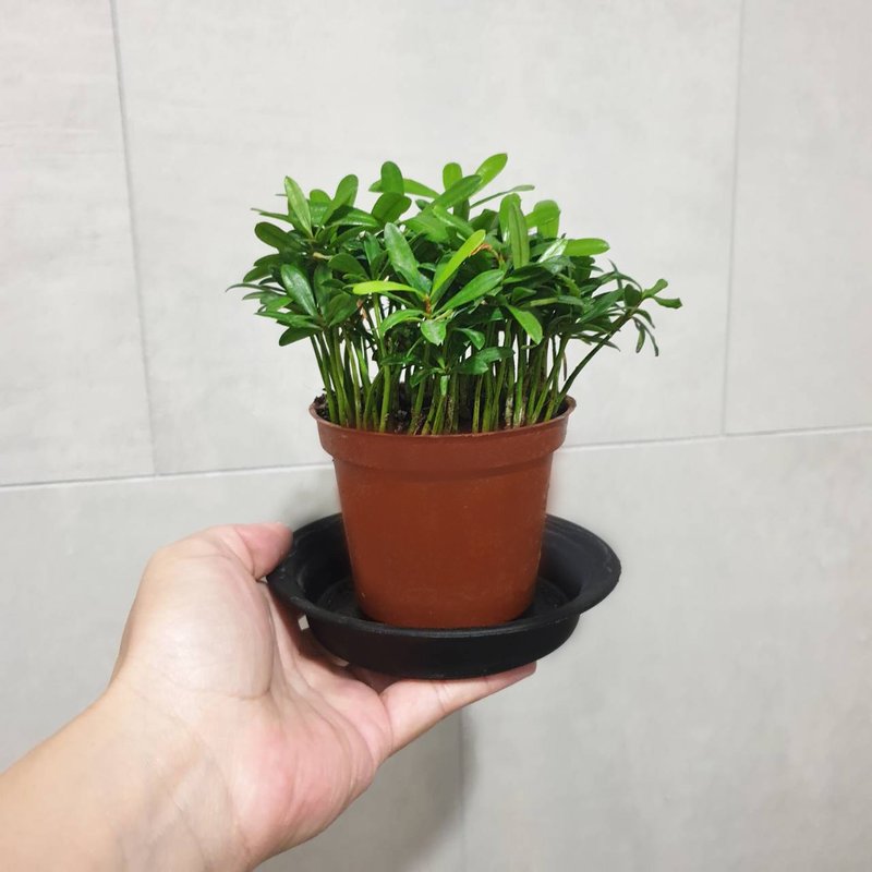 植物 罗汉松 - 植栽/盆栽 - 塑料 绿色