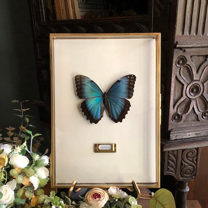 流光四溢的蓝∣黑框蓝闪蝶_蝴蝶标本 - 画框/相框 - 玻璃 多色