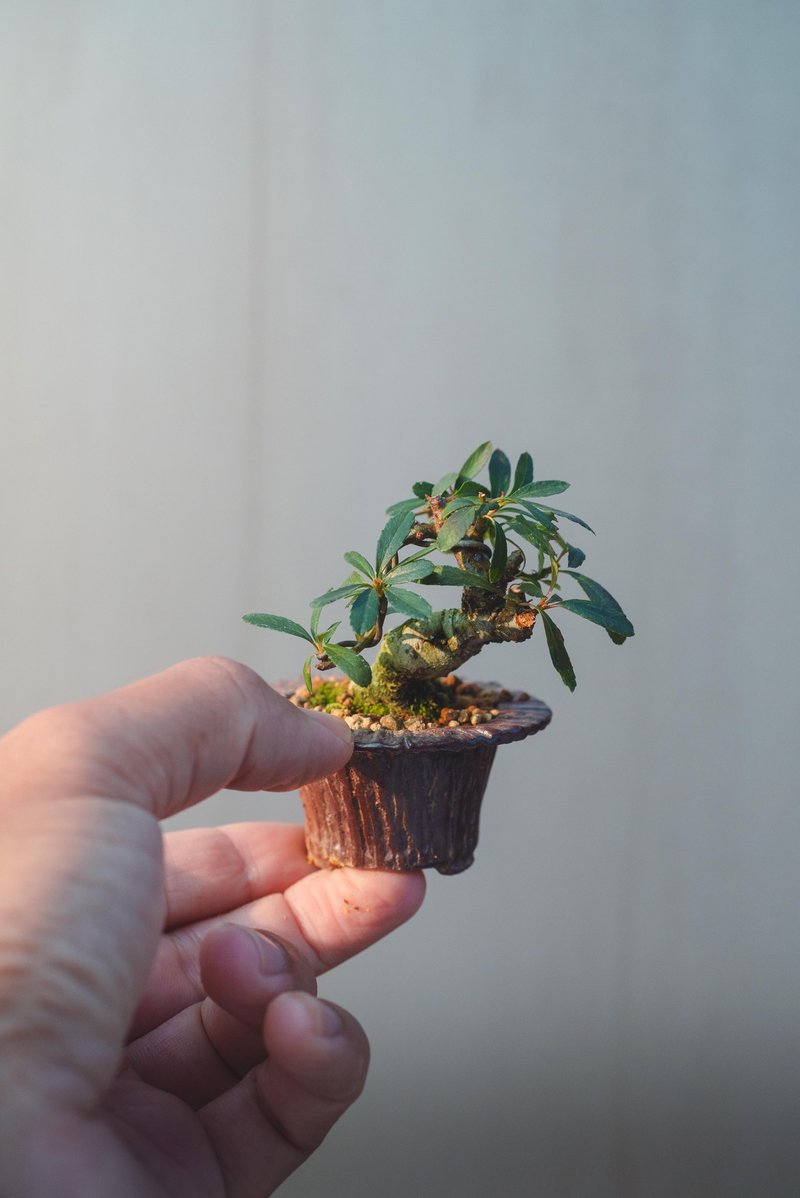 稀有迷你状元红盆栽配手工盆 精致小植物 豆盆栽 干身有收缩弯曲 - 植栽/盆栽 - 植物．花 绿色