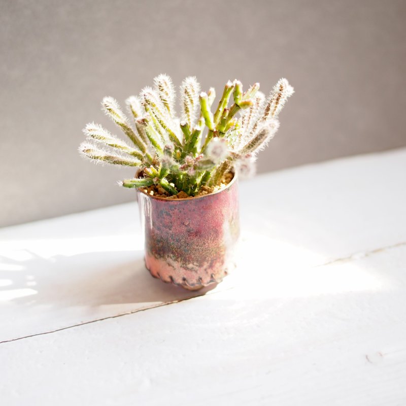 Mini Plant in Maroon珐琅植栽系列-品红 │猿恋苇 - 植栽/盆栽 - 珐琅 多色