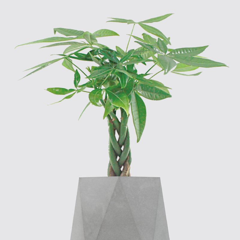 │ 水泥系列 │ 编织发财树 -  - 马拉巴栗 风水招财 水耕水泥盆 - 植栽/盆栽 - 植物．花 灰色