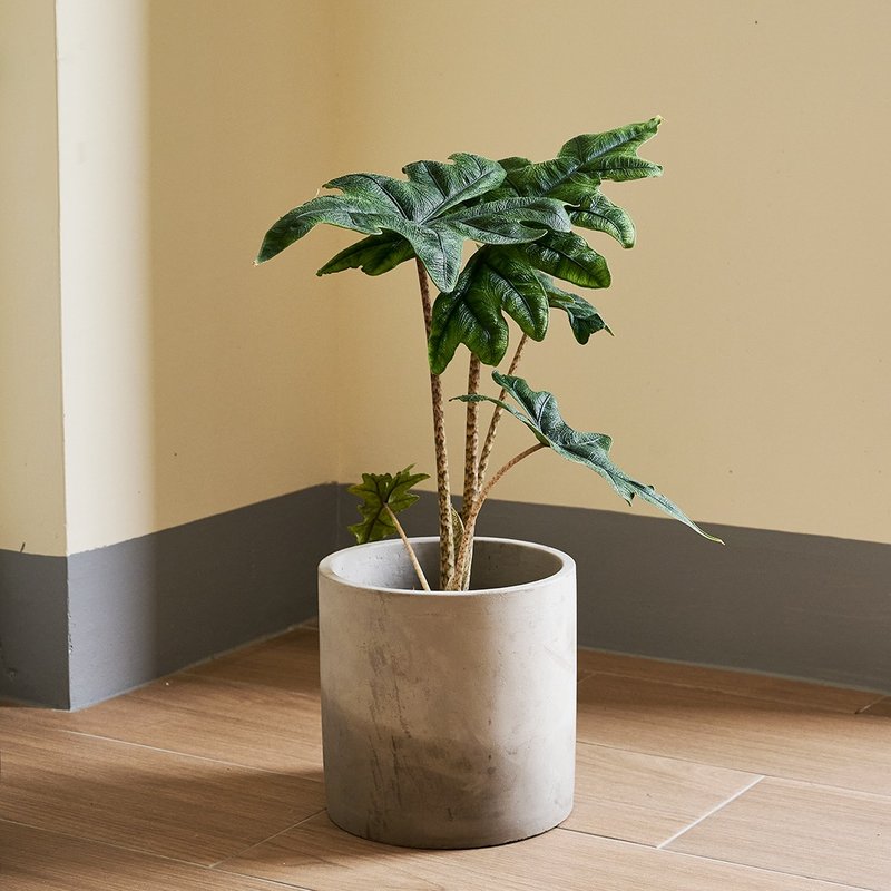 杰克林观音莲 | 观叶植物 室内盆栽 - 植栽/盆栽 - 植物．花 绿色
